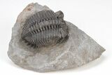 Coltraneia Trilobite Fossil - Huge Faceted Eyes #208934-1